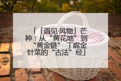 「遇见·风物」芒种：从“黄花地”到“黄金链” 丁嘴金针菜的“古法”经