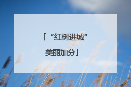 “红树进城” 美丽加分