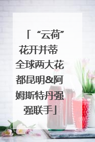 “云荷”花开并蒂 全球两大花都昆明&阿姆斯特丹强强联手
