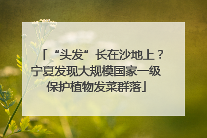 “头发”长在沙地上？宁夏发现大规模国家一级保护植物发菜群落