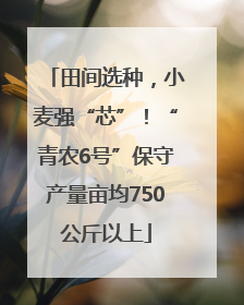 田间选种，小麦强“芯”！“青农6号”保守产量亩均750公斤以上