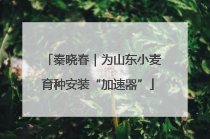 秦晓春｜为山东小麦育种安装“加速器”