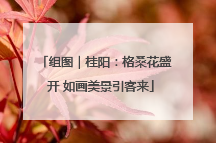 组图｜桂阳：格桑花盛开 如画美景引客来