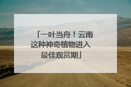 一叶当舟！云南这种神奇植物进入最佳观赏期
