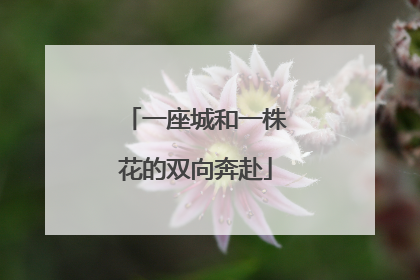 一座城和一株花的双向奔赴