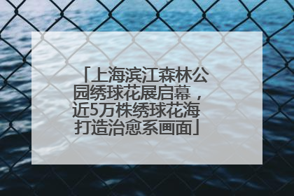 上海滨江森林公园绣球花展启幕，近5万株绣球花海打造治愈系画面