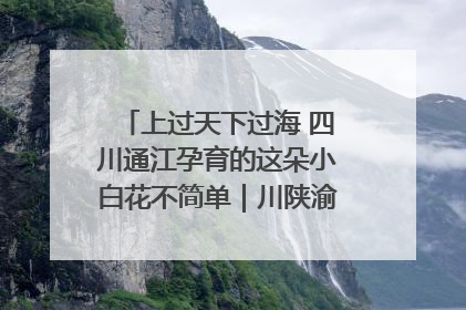 上过天下过海 四川通江孕育的这朵小白花不简单｜川陕渝网络名人巴中行