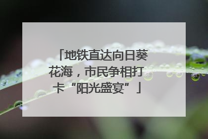 地铁直达向日葵花海，市民争相打卡“阳光盛宴”