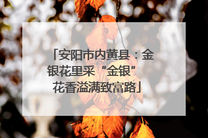 安阳市内黄县：金银花里采“金银” 花香溢满致富路