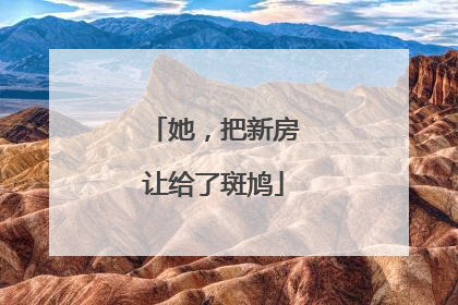 她，把新房让给了斑鸠