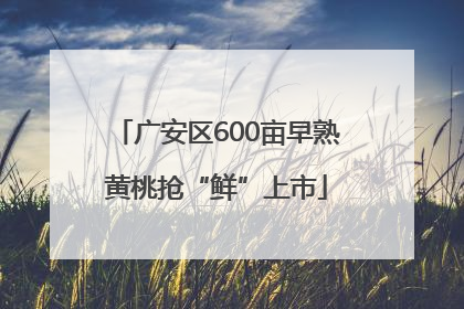 广安区600亩早熟黄桃抢“鲜”上市