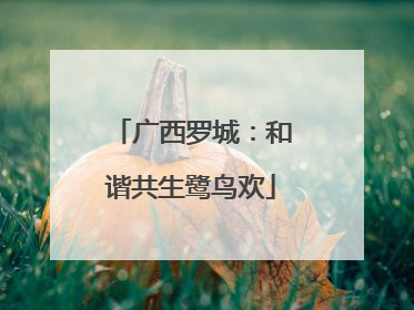 广西罗城：和谐共生鹭鸟欢