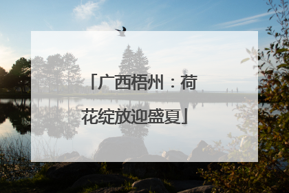 广西梧州：荷花绽放迎盛夏