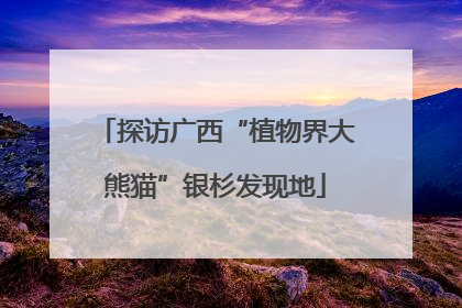 探访广西“植物界大熊猫”银杉发现地