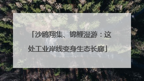 沙鸥翔集、锦鲤漫游：这处工业岸线变身生态长廊