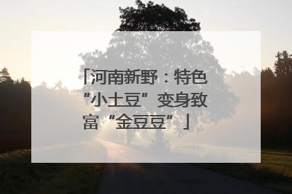 河南新野：特色“小土豆”变身致富“金豆豆”