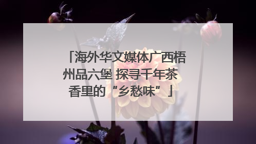 海外华文媒体广西梧州品六堡 探寻千年茶香里的“乡愁味”