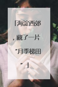海淀西郊，藏了一片“月季梯田”