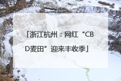浙江杭州：网红“CBD麦田”迎来丰收季
