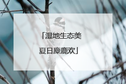 湿地生态美 夏日麋鹿欢