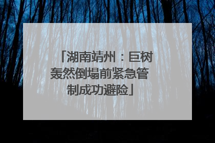 湖南靖州：巨树轰然倒塌前紧急管制成功避险