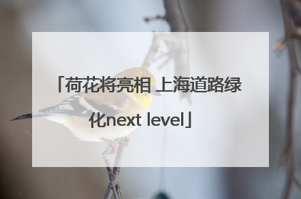 荷花将亮相 上海道路绿化next level