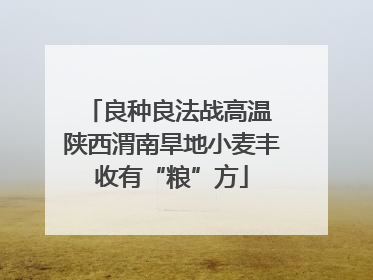 良种良法战高温 陕西渭南旱地小麦丰收有“粮”方