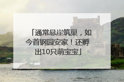 通常悬崖筑巢，如今首钢园安家！还孵出10只萌宝宝