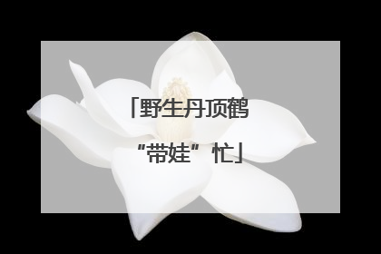 野生丹顶鹤“带娃”忙