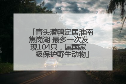 青头潜鸭定居淮南焦岗湖 最多一次发现104只，属国家一级保护野生动物