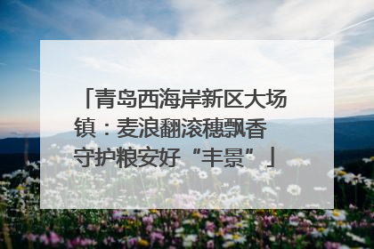 青岛西海岸新区大场镇：麦浪翻滚穗飘香 守护粮安好“丰景”