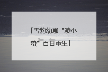 雪豹幼崽“凌小蛰”百日重生