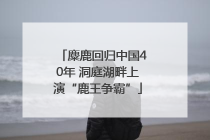 麋鹿回归中国40年 洞庭湖畔上演“鹿王争霸”